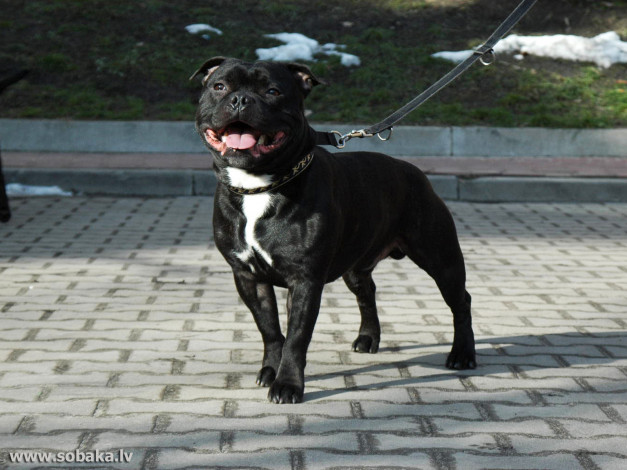 Обои картинки фото животные, собаки