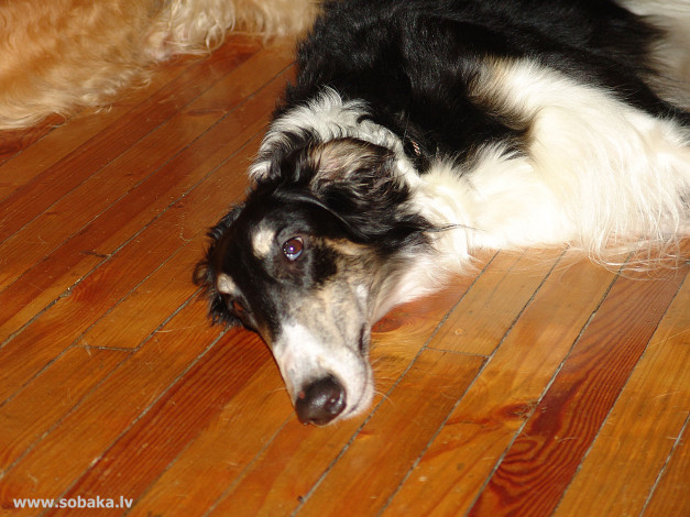 Обои картинки фото животные, собаки