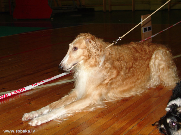 Обои картинки фото животные, собаки