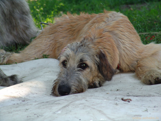 Обои картинки фото животные, собаки