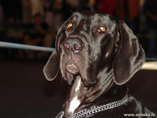 Обои картинки фото животные, собаки