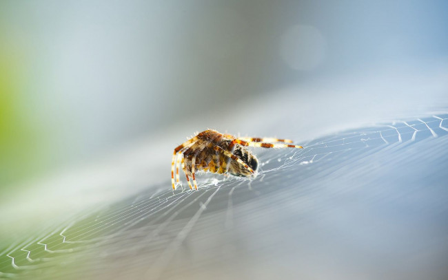 Обои картинки фото животные, пауки