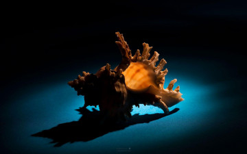 Картинка разное ракушки кораллы декоративные spa камни