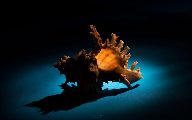 Обои картинки фото разное, ракушки, кораллы, декоративные, spa, камни