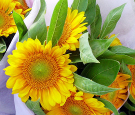 Картинка цветы подсолнухи