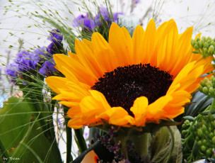 Картинка цветы подсолнухи желтый