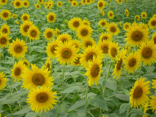 Картинка цветы подсолнухи