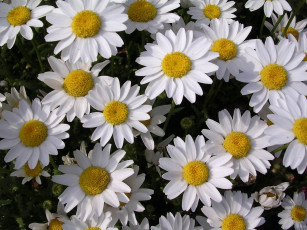 Картинка цветы ромашки