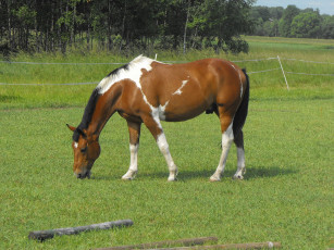 Картинка животные лошади лошадь