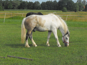 Картинка животные лошади лошадь