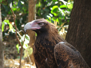 Картинка животные птицы хищники орел лес