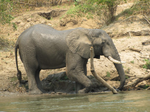 Картинка животные слоны слон