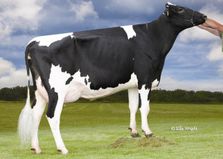 Картинка животные коровы буйволы