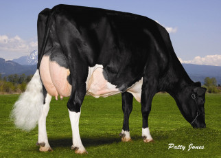 Картинка животные коровы буйволы корова