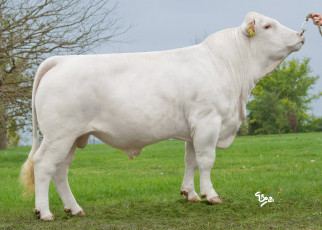 Картинка животные коровы буйволы корова