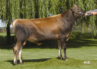 Картинка животные коровы буйволы корова