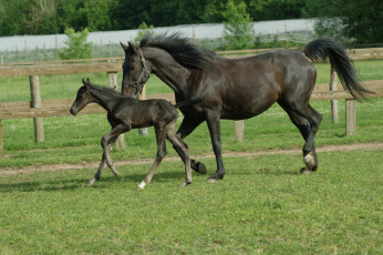 обоя животные, лошади, лошадь