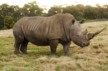 Картинка животные носороги носорог