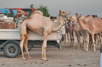 Картинка животные верблюды