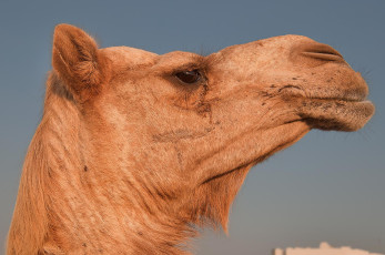 Картинка животные верблюды верблюд