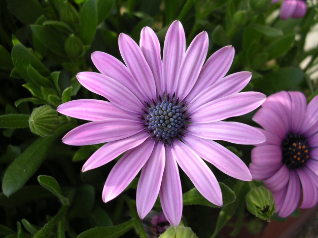 Обои картинки фото цветы, диморфотеки, эхинацея