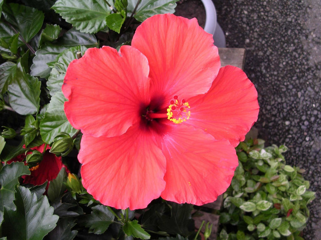 Обои картинки фото цветы, гибискусы