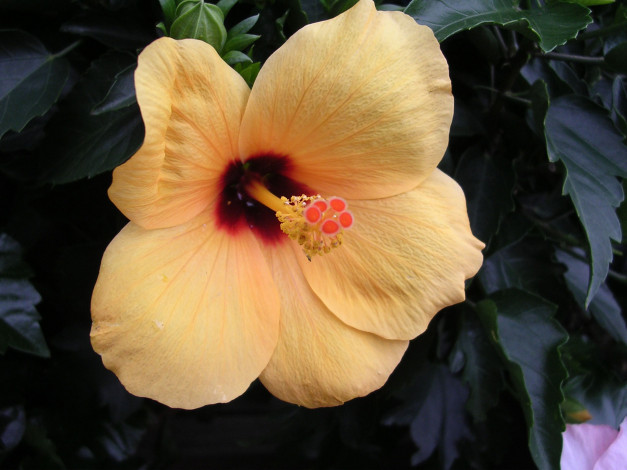 Обои картинки фото цветы, гибискусы