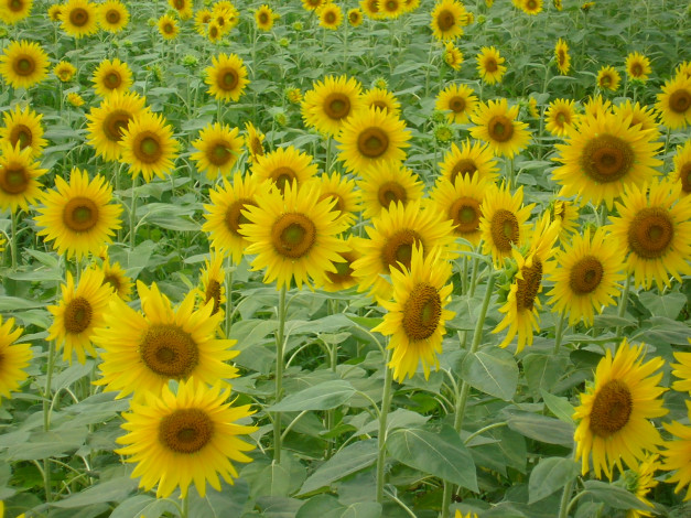 Обои картинки фото цветы, подсолнухи