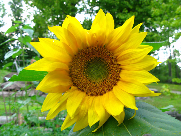 Обои картинки фото цветы, подсолнухи