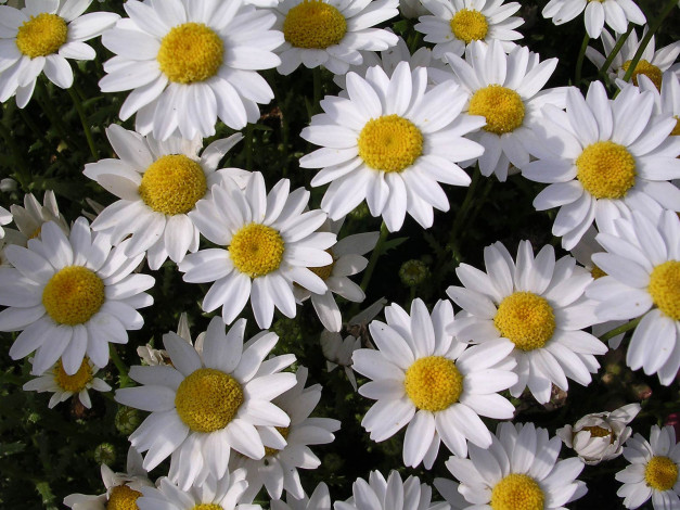 Обои картинки фото цветы, ромашки