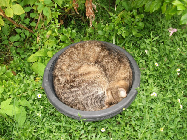 Обои картинки фото животные, коты, кот, сон