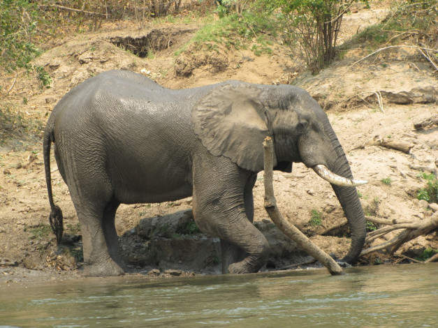 Обои картинки фото животные, слоны, слон