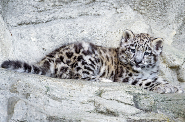 Обои картинки фото животные, снежный, барс, ирбис, малыш, котенок