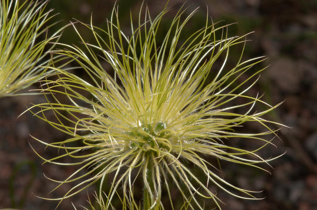 Обои картинки фото цветы, цветок