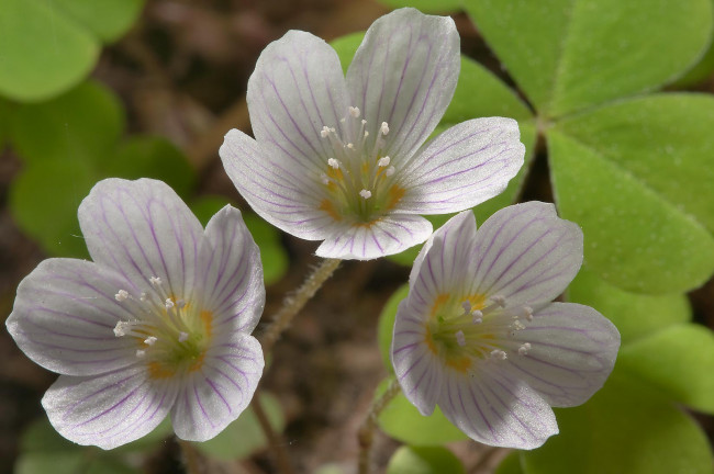 Обои картинки фото цветы, луговые, полевые, лепестки