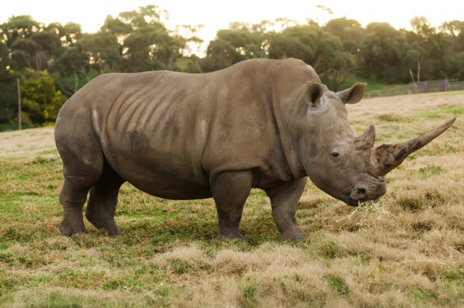 Обои картинки фото животные, носороги, носорог