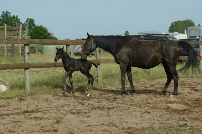 Обои картинки фото животные, лошади, лошадь