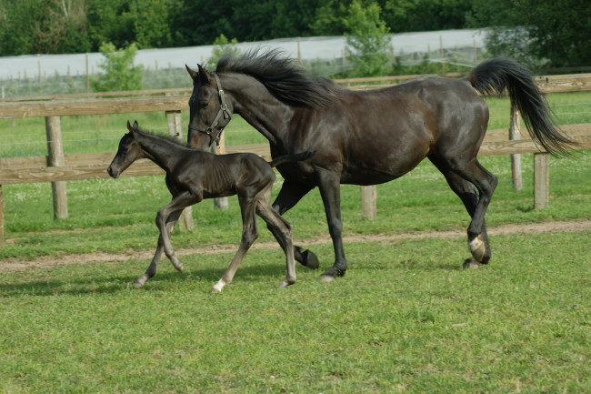 Обои картинки фото животные, лошади, лошадь