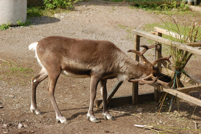 Обои картинки фото животные, олени, олень