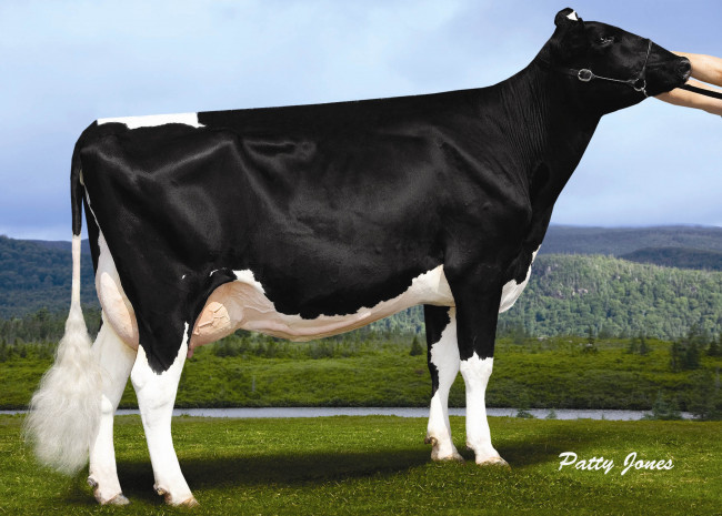 Обои картинки фото животные, коровы, буйволы, корова