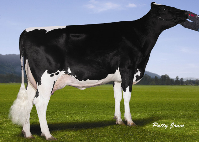 Обои картинки фото животные, коровы, буйволы, корова