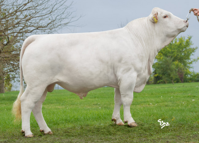 Обои картинки фото животные, коровы, буйволы, корова