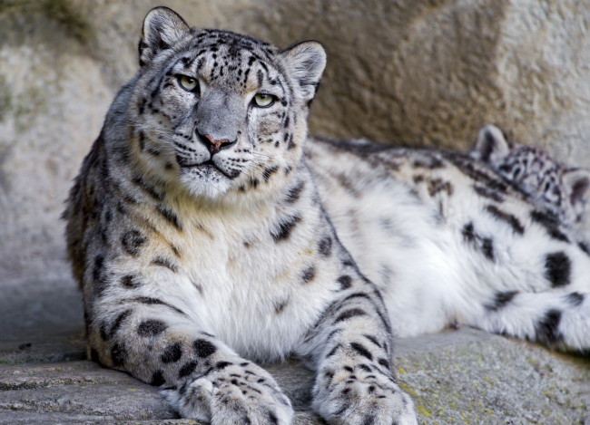 Обои картинки фото животные, снежный, барс, ирбис, хищник