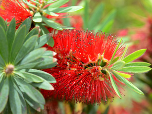 Картинка цветы каллистемон ёршик