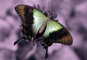 Картинка животные бабочки цветок бабочка