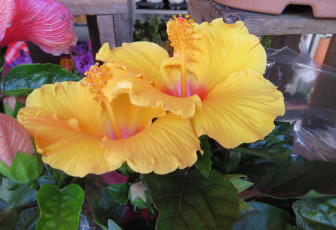 Картинка цветы гибискусы