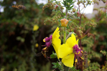Картинка цветы луговые полевые жёлтые