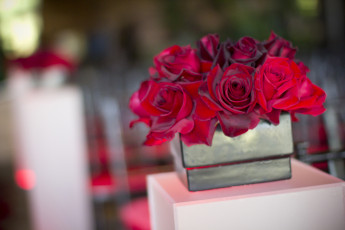 Картинка цветы розы бордо