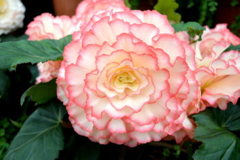 Картинка цветы бегония макро