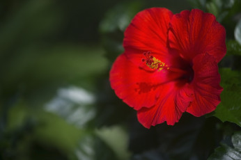 Картинка цветы гибискусы красный